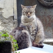 Photo de Chat domestique