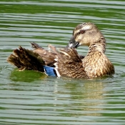 Photo de Canard colvert