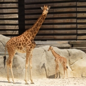 Photo de Girafe