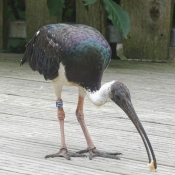 Photo d'Ibis