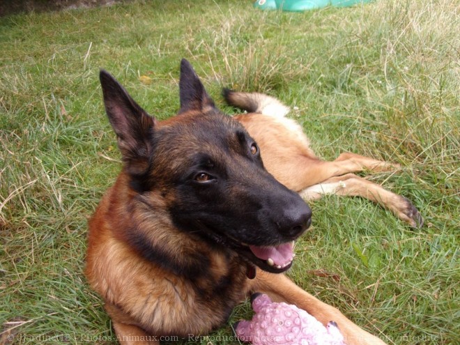 Photo de Berger belge malinois