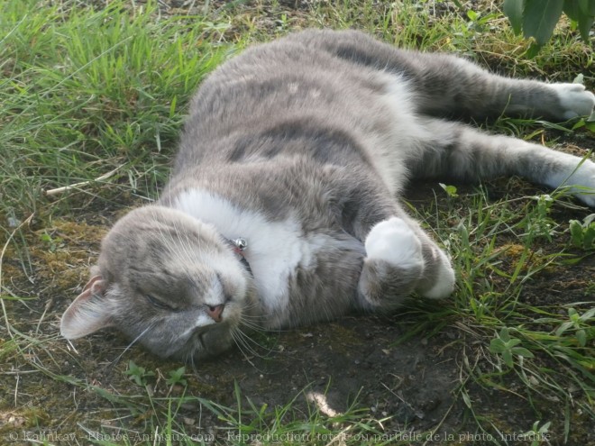 Photo de Chat domestique