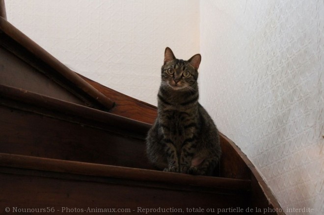 Photo de Chat domestique