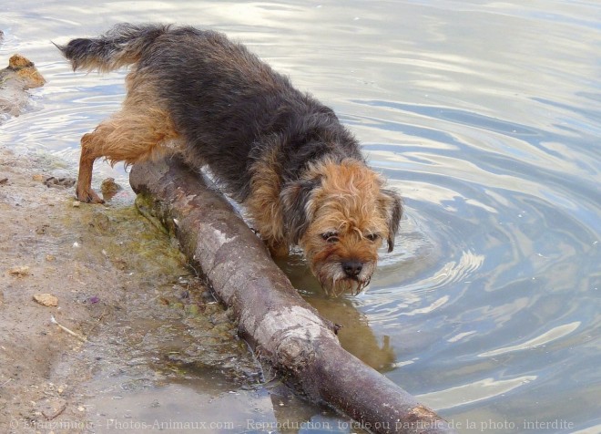 Photo de Border terrier