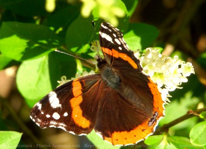 Photo de Papillon - vulcain