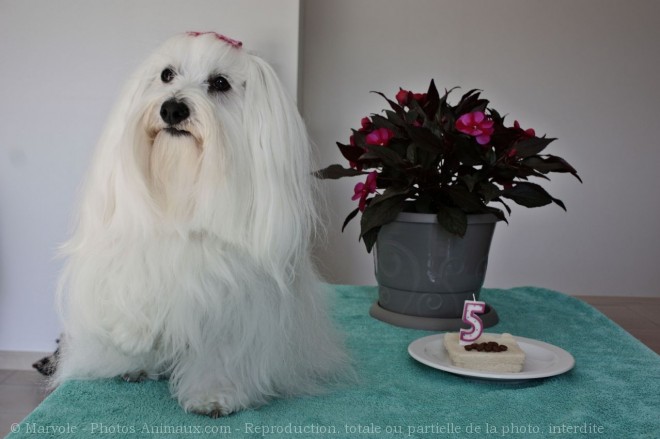 Photo de Coton de tulear