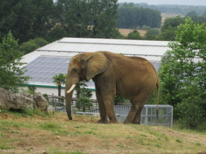 Photo d'Elphant d'afrique