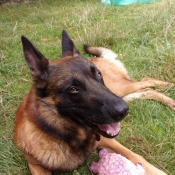 Photo de Berger belge malinois