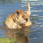 Photo de Border terrier