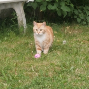 Photo de Chat domestique