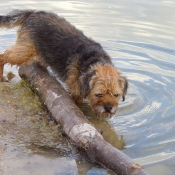 Photo de Border terrier