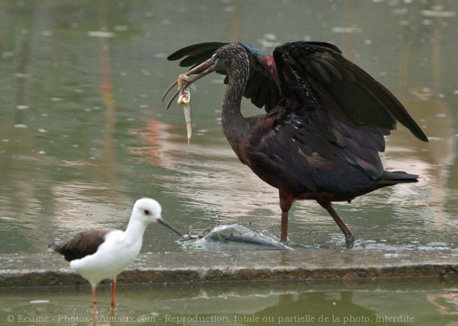 Photo d'Ibis falcinelle