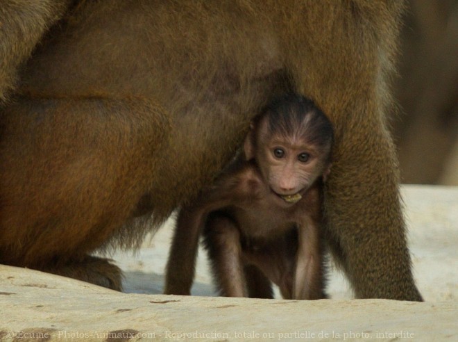 Photo de Singe - baboin