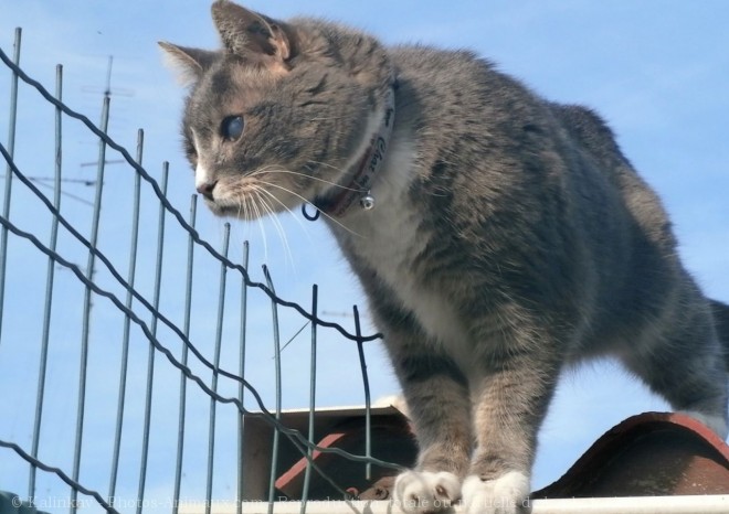 Photo de Chat domestique