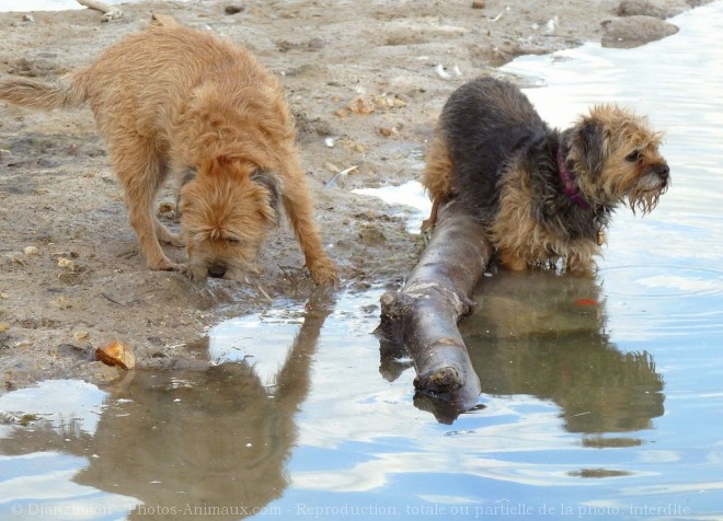 Photo de Border terrier