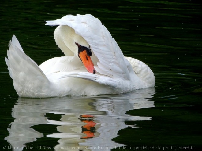 Photo de Cygne