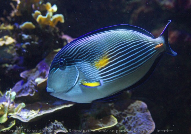 Photo de Poissons exotiques