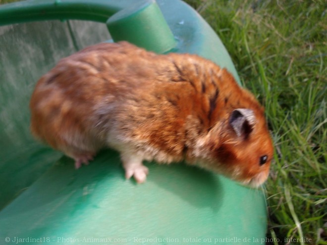 Photo de Hamster