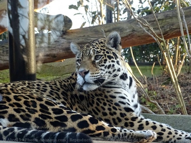 Photo de Jaguar