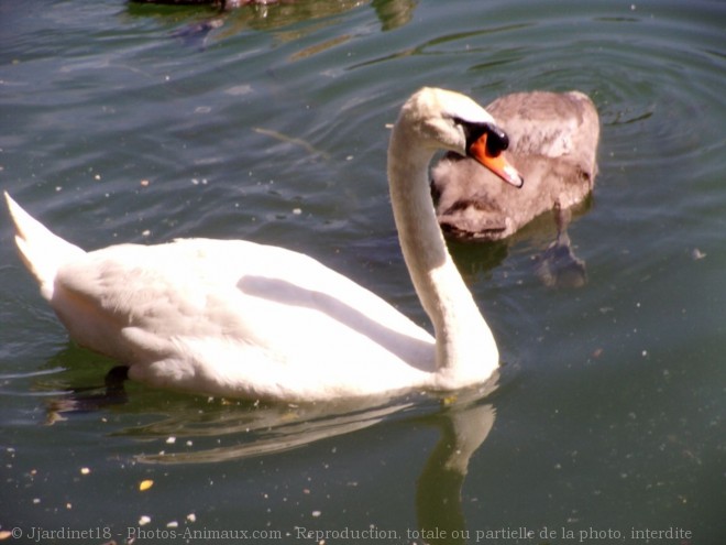 Photo de Cygne