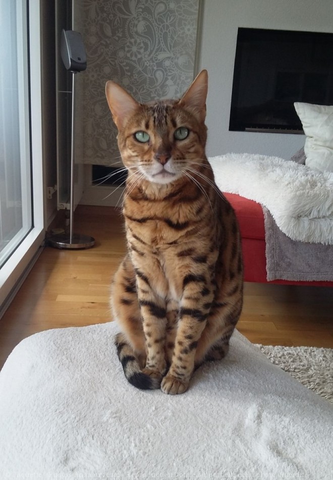 Photo de Bengal