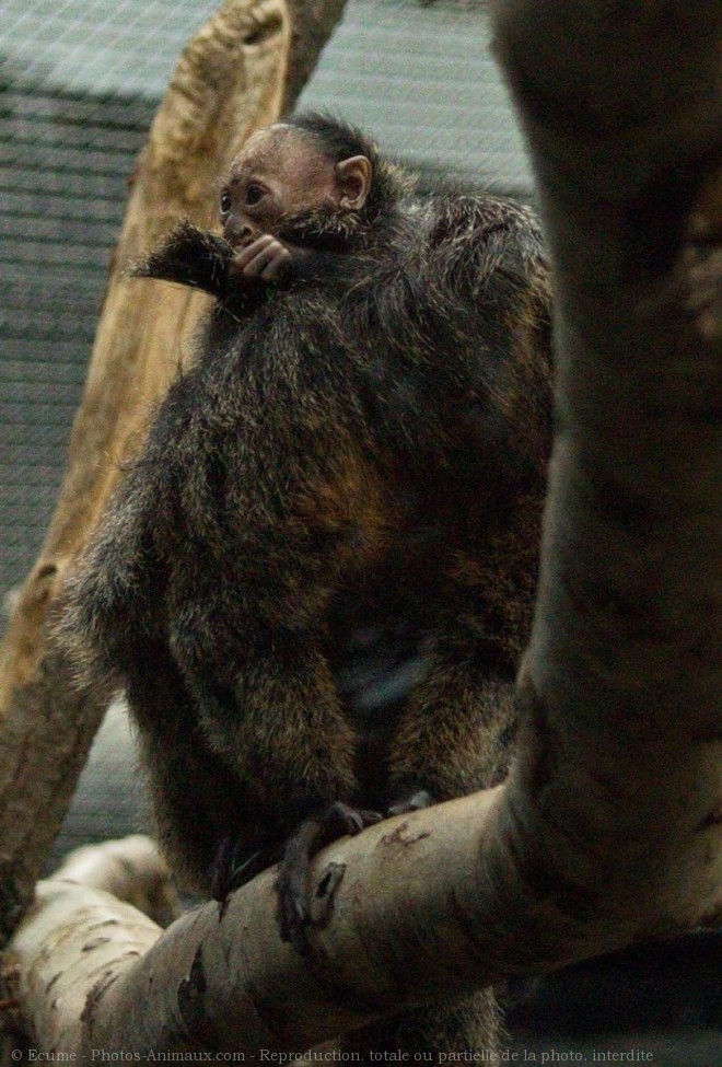 Photo de Singe - saki