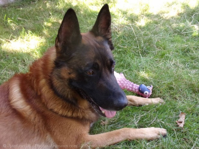 Photo de Berger belge malinois