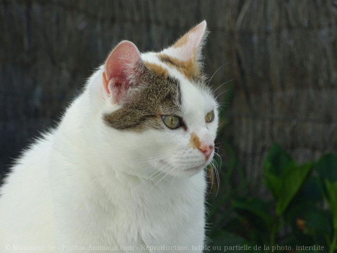 Photo de Chat domestique