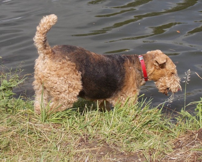 Photo d'Airedale terrier