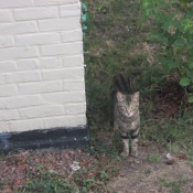 Photo de Chat domestique