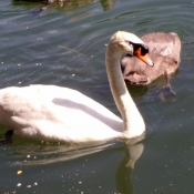 Photo de Cygne