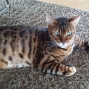 Photo de Bengal