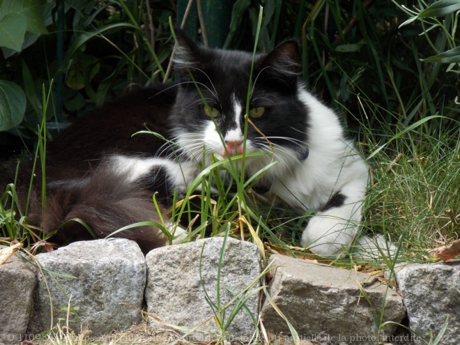 Photo de Chat domestique