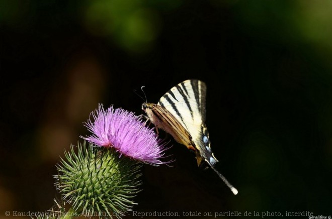 Photo de Papillon - flamb