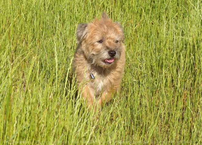 Photo de Border terrier