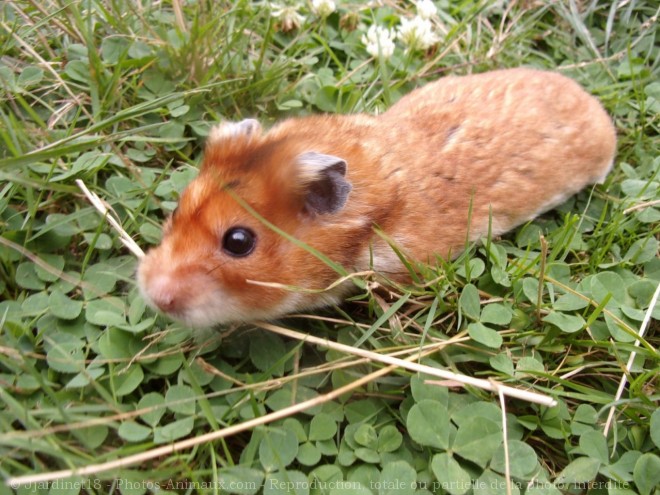 Photo de Hamster