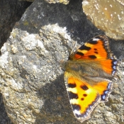 Photo de Papillon - paon du jour