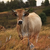 Photo de Vache - aubrac