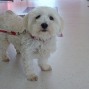 Photo de Bichon maltais