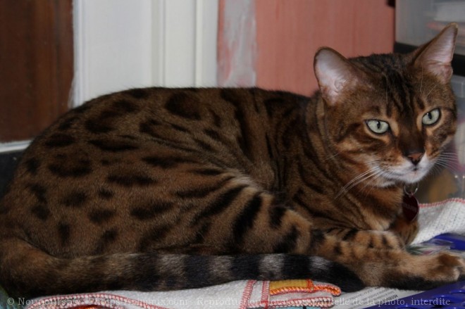 Photo de Bengal