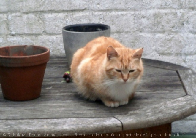 Photo de Chat domestique