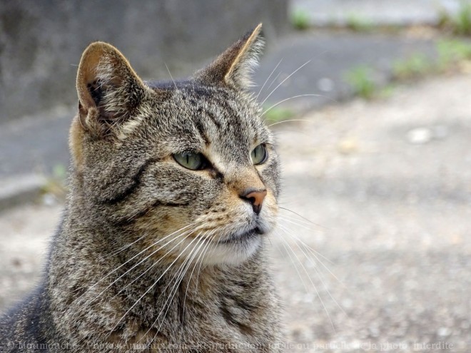 Photo de Chat domestique