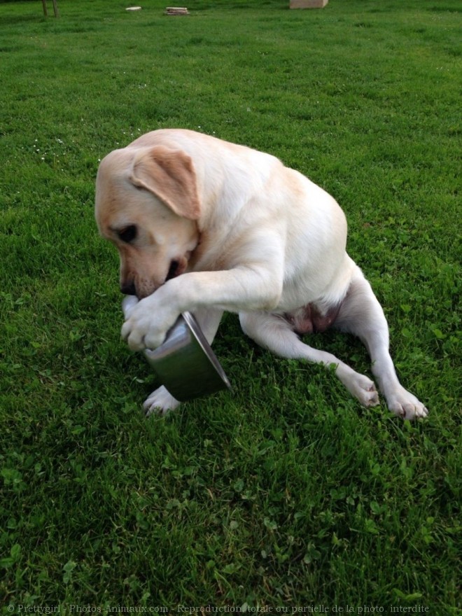 Photo de Labrador retriever