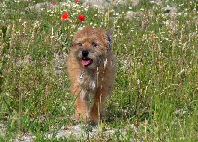 Photo de Border terrier