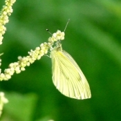 Photo de Papillon - piride