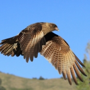 Photo de Caracara