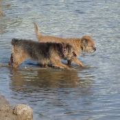 Photo de Border terrier