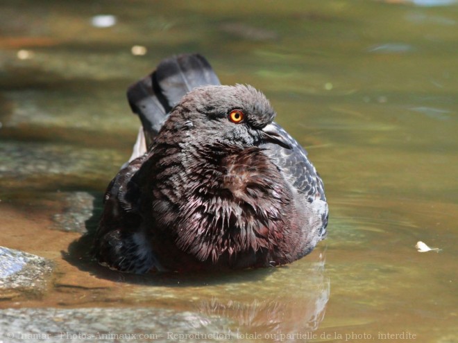 Photo de Pigeon