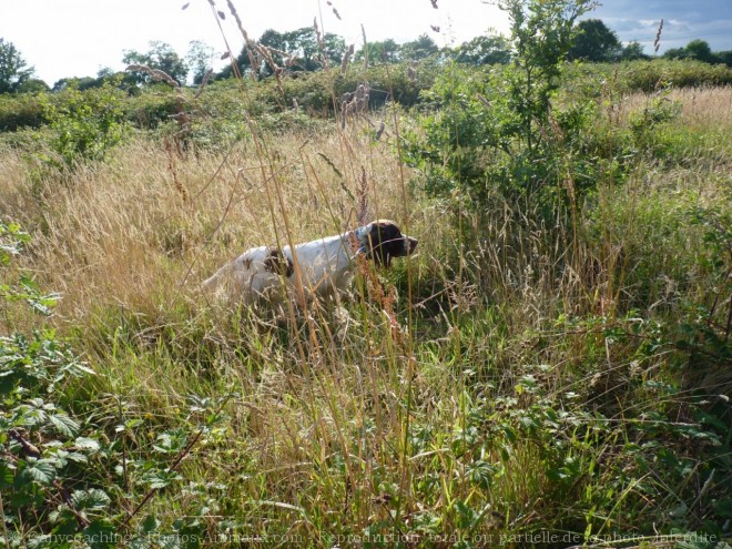 Photo d'Epagneul franais