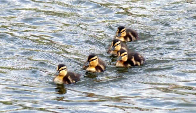 Photo de Canard colvert